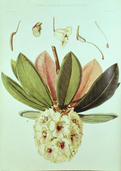 Rhododendron Wightii, from Rhododendrons of the Sikkim Himalaya by J.D. Hooker by William Hooker